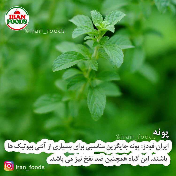 پونه